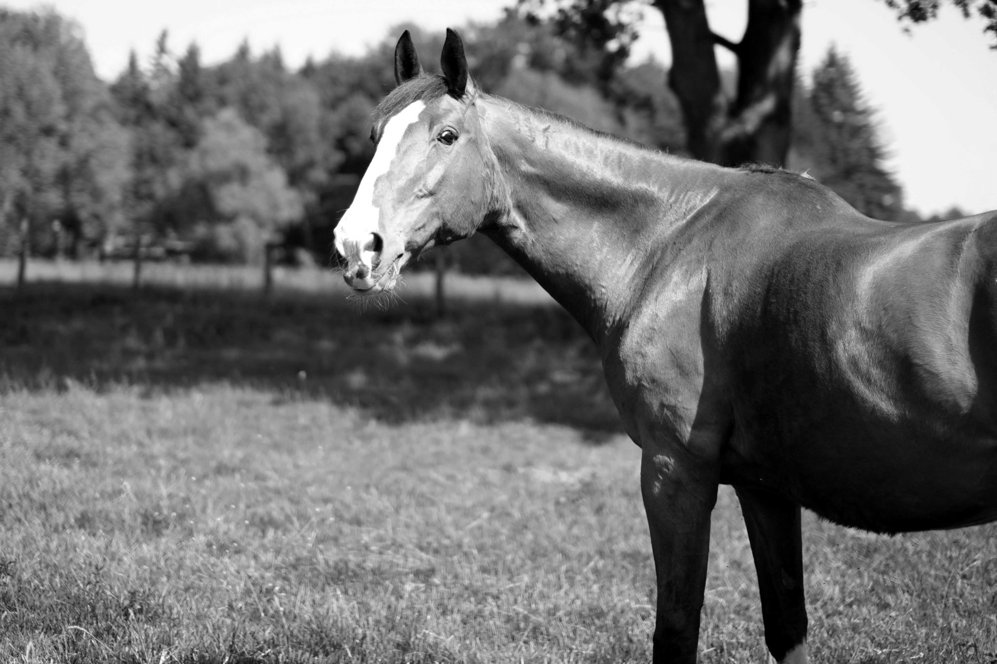 dr Christiane Hagen mit Quarterhorse Stute Cat.